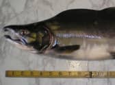 Fisheries Management Scotland is calling for anglers and outdoors enthusiasts to report any pink salmon, fish farm escapees and diseased individuals found in Scottish rivers in a bid to help safeguard dwindling populations of native salmon and sea trout. Picture: Nigel Fell