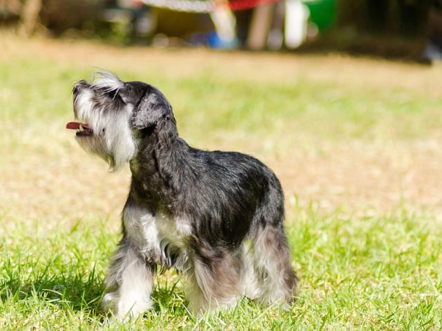 Last on our list is the Miniature Schnauzer, which originated in Germany in the middle of the 19th century and had 1,264 new registrations in the first quarter of 2021.