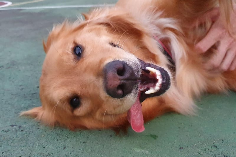 They may not be as happy as their close cousins the Labrador Retriever - by the Golden Retriever aren't far off. They love life and will love you - just as long as you, crucially, keep them fed.