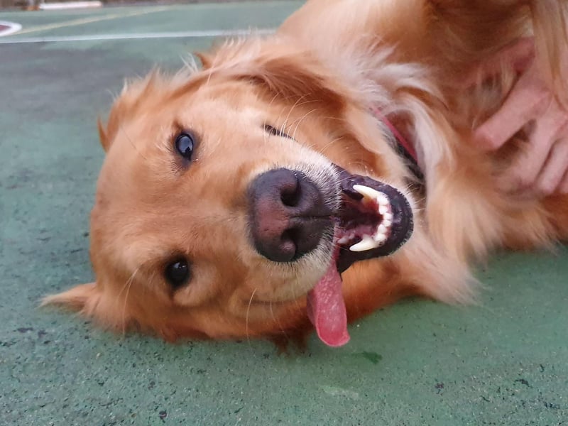 They may not be as happy as their close cousins the Labrador Retriever - by the Golden Retriever aren't far off. They love life and will love you - just as long as you, crucially, keep them fed.
