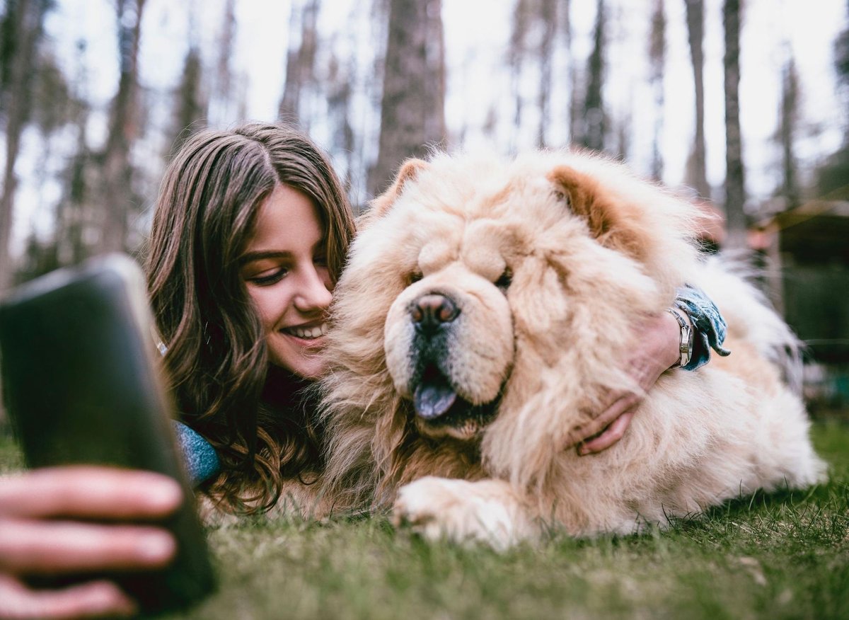 These are 10 fascinating dog facts you need to know about the adorable Chow  Chow 🐕 | The Scotsman
