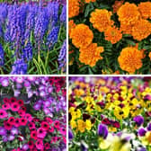 Some of the plants that can bring colour to a window box.
