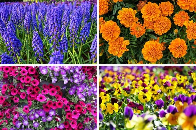 Some of the plants that can bring colour to a window box.