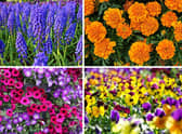 Some of the plants that can bring colour to a window box.