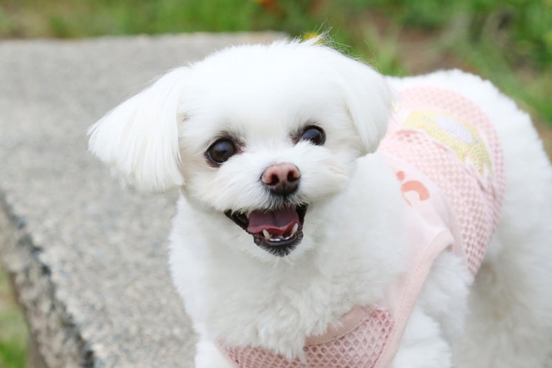 Mischievous and cheery, the Maltese is a dog that loves to be spoiled and can get into some tight spots due to a level of fearless belied by their small stature. No matter what scrapes they get into, they'll always respond in good humour - and will expect you to do the same.