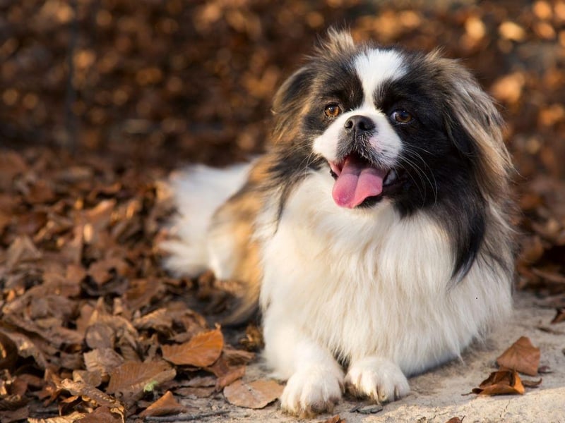 Another small dog that makes up for its tiny size by yapping and nipping, the Pekingese will not respond well to children interfering with its toys or manhandling them.