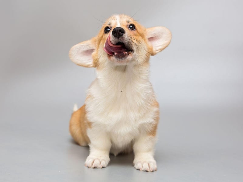 A steely, unwavering stare is the tactic used by the always-hungry Pembroke Welsh Corgi to try and liberate your food from your fork.