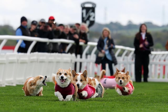 Corgis take part in the Corgi Derby at Musselburgh Race Course