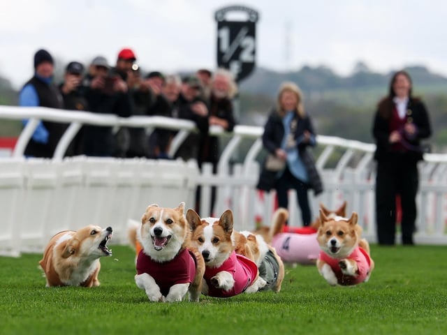 Corgis take part in the Corgi Derby at Musselburgh Race Course