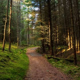A pine forest along the Cateran trail in Perthshire (Picture: stock.adobe.com)