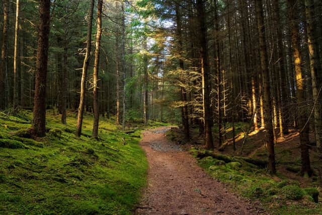 A pine forest along the Cateran trail in Perthshire (Picture: stock.adobe.com)