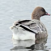 Wildfowl shooters and members of the public are being asked to keep away from Findhorn Bay in Moray in a bid to avoid further spread of deadly bird flu after at least 22 pink-footed geese and numerous gulls were found dead in the area. Picture: Lorne Gill/NatureScot