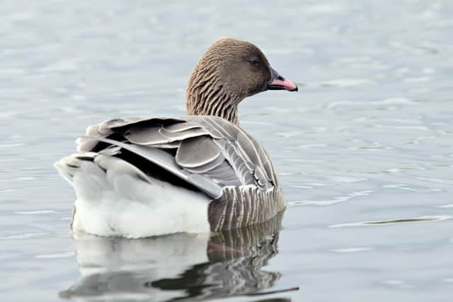 Wildfowl shooters and members of the public are being asked to keep away from Findhorn Bay in Moray in a bid to avoid further spread of deadly bird flu after at least 22 pink-footed geese and numerous gulls were found dead in the area. Picture: Lorne Gill/NatureScot
