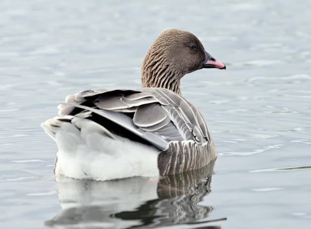 Wildfowl shooters and members of the public are being asked to keep away from Findhorn Bay in Moray in a bid to avoid further spread of deadly bird flu after at least 22 pink-footed geese and numerous gulls were found dead in the area. Picture: Lorne Gill/NatureScot