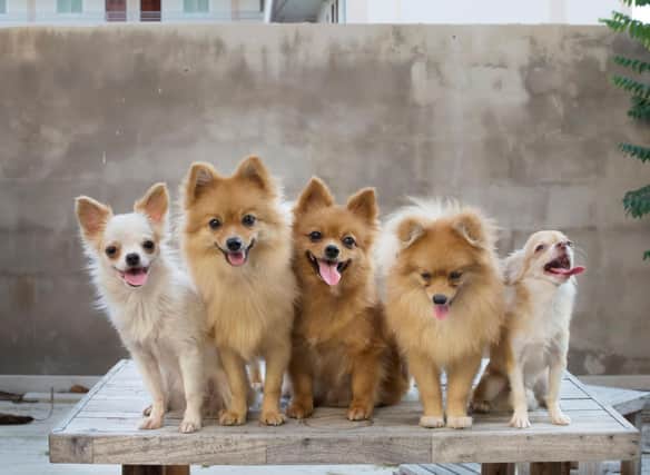 These are the small dog breeds that have been most popular over lockdown.