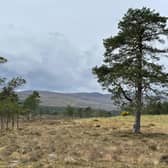 Tha companaidhean eadar-nàiseanta a’ coimhead ri fearann na h-Alba mar dhòigh air cliù nas uaine a thoirt dhaibh fhèin