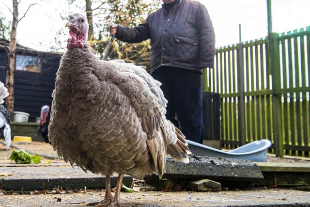 Retired businessman Brian Moodie spoke to The Scotsman about his extraordinary turkey flock, extolling the virtues of fowl play.