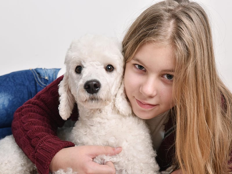 Coming in three sizes depending on the size of your home - Toy, Miniature and Standard - Poodles make for an easy-going buddy for teens. They are relatively simple to train and love learning new tricks, although their coat does need some maintenance.