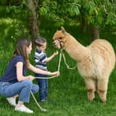 Alpaca trekking is one of the many egg-citing activities you can get up to this Easter