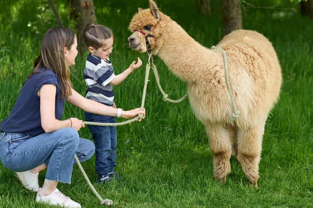 Alpaca trekking is one of the many egg-citing activities you can get up to this Easter