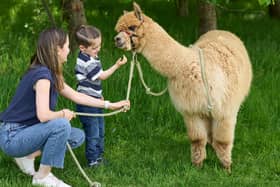 Alpaca trekking is one of the many egg-citing activities you can get up to this Easter