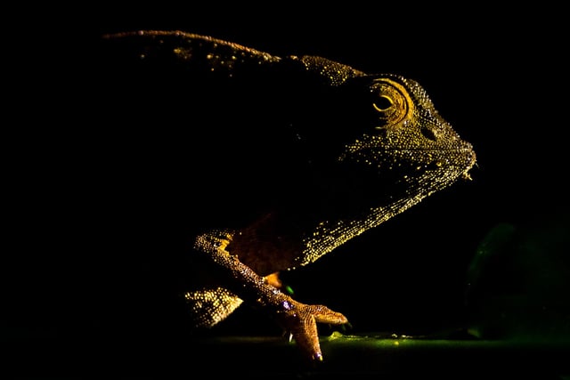 Category 1 – Up Close and Personal
An image displaying the intricacy of nature using close-up or macro photography.
Winner: Michal Smielak, University of New England, Australia
Breath. Adapt. Relax.: Bearded leaf chameleon (Rieppeleon brevicaudatus), with its rather underwhelming "beard" consisting of just a few raised scales. The species is endemic to Eastern Arc Mountains of Tanzania and Kenya. This one was spotted during a night walk in the Udzungwas.