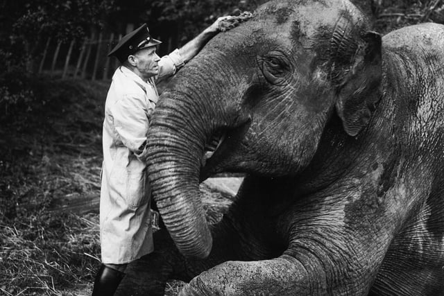 Sundra the elephant has her skin greased by a keeper at Edinburgh Zoo, to prevent it from becoming dry and cracked during the winter in October 1936.