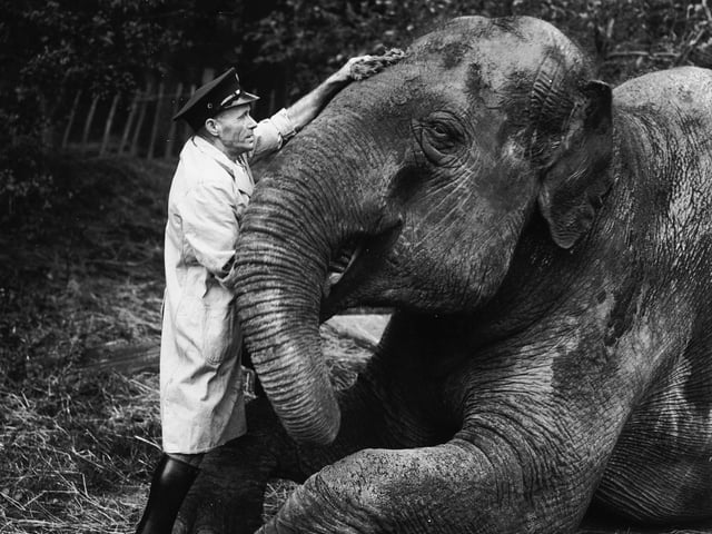Sundra the elephant has her skin greased by a keeper at Edinburgh Zoo, to prevent it from becoming dry and cracked during the winter in October 1936.