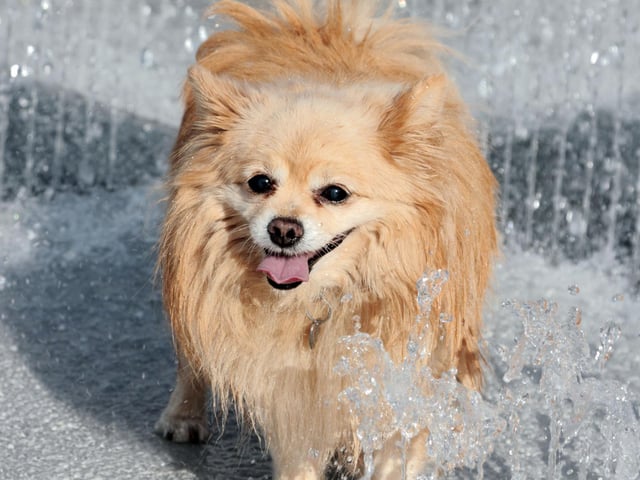 A freezer toy is great for keeping your pooch cool and hydrated – and extending shaded playtime to up to 30 minutes - when temperatures rise. It helps pups cool down and stay entertained by filling and freezing it with their wet food for a slow feed option to savour. Even better, it also helps cleans teeth and gums whilst chewing on grooves and crevices.