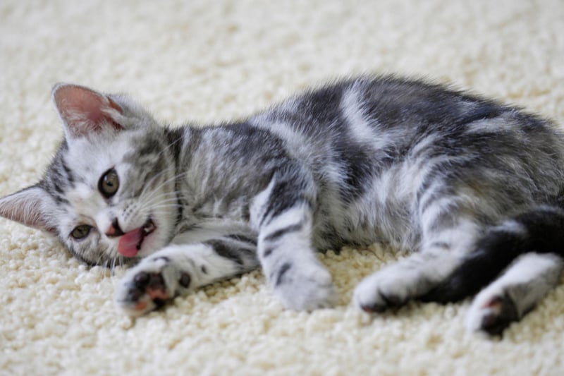 One of the world's most popular breeds, the American Shorthair is able to get along with the entire household. They laid back attitude can sometimes lead to weight gain, so it is good to get some exercise into them when possible.