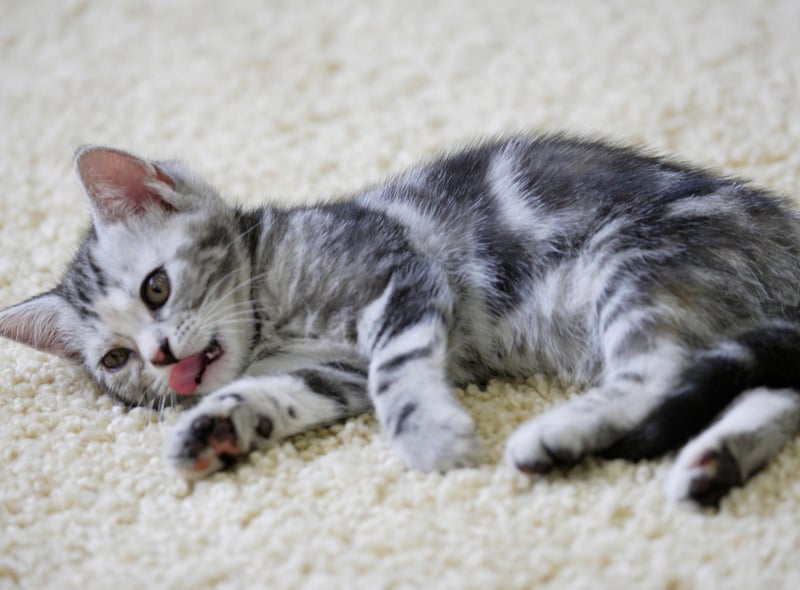 One of the world's most popular breeds, the American Shorthair is able to get along with the entire household. They laid back attitude can sometimes lead to weight gain, so it is good to get some exercise into them when possible.