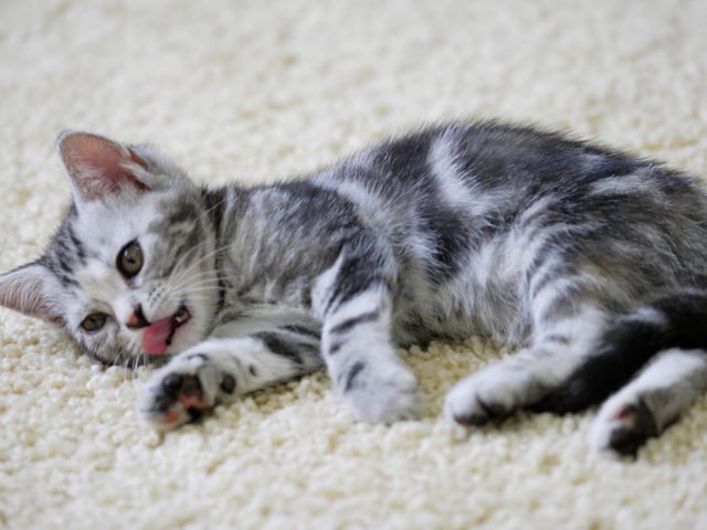 One of the world's most popular breeds, the American Shorthair is able to get along with the entire household. They laid back attitude can sometimes lead to weight gain, so it is good to get some exercise into them when possible.