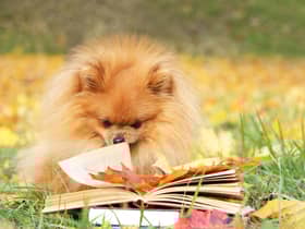 Some dogs can be remarkably clever. Others, less so...