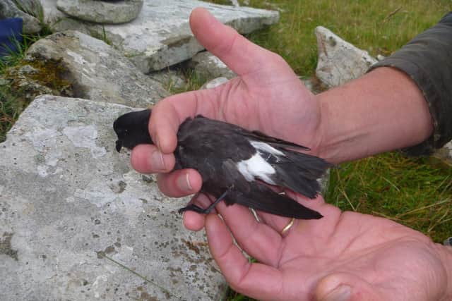 Researchers used satellite tags weighing 1g  to track storm petrels on Shetland, where the tiny birds are known as alamootie