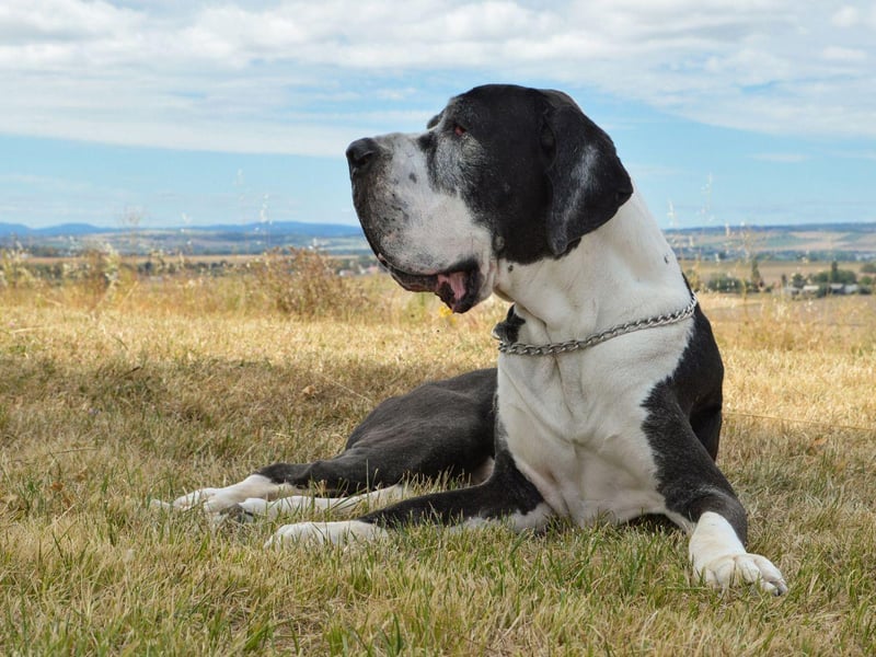 Many people think that, due to their name, the Great Dane comes from Denmark. In fact it is a German breed, that are gentle and loyal but incredibly strong - easily able to carry one-third of its own body weight.