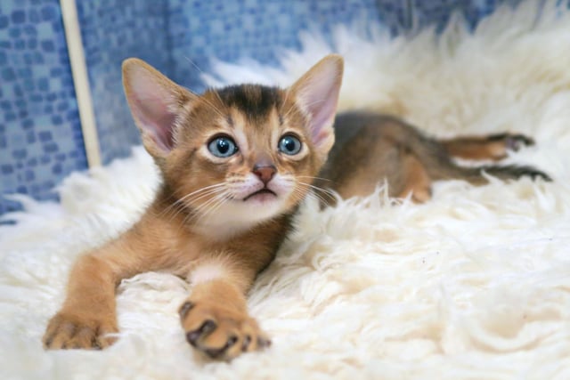The Abyssinian cat is a clever, yet curious kitty who enjoys causing little bits of chaos. They do like to show off their gymnastic skills too.