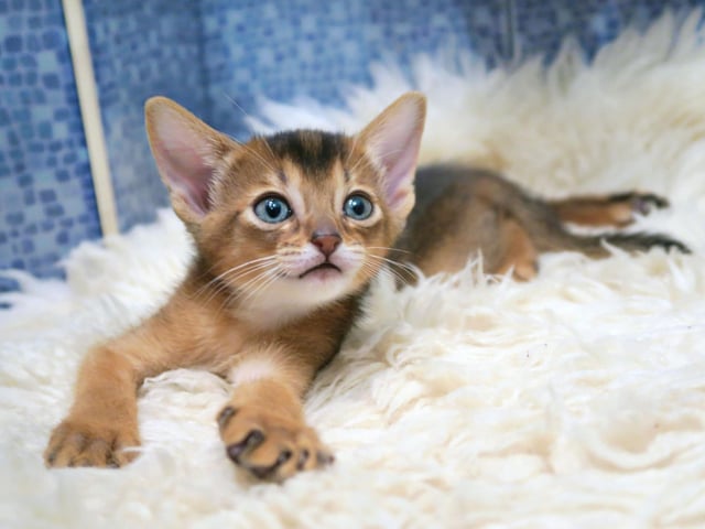 The Abyssinian cat is a clever, yet curious kitty who enjoys causing little bits of chaos. They do like to show off their gymnastic skills too.