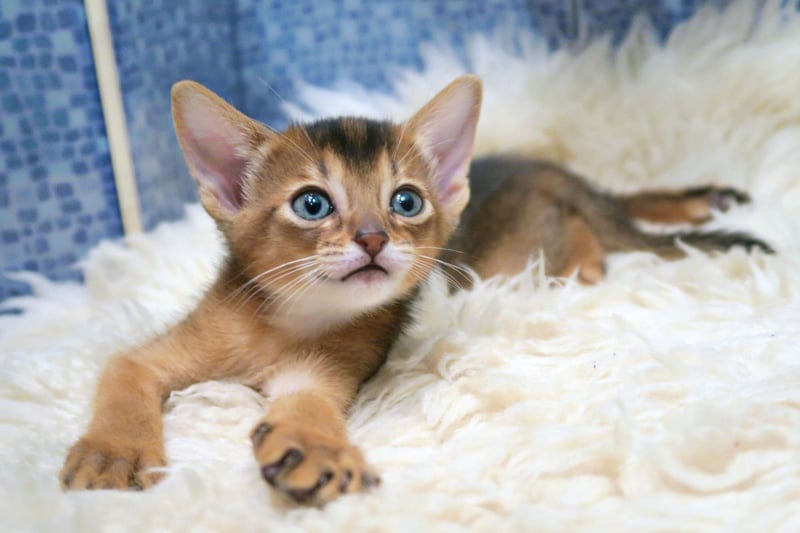 The Abyssinian cat is a clever, yet curious kitty who enjoys causing little bits of chaos. They do like to show off their gymnastic skills too.
