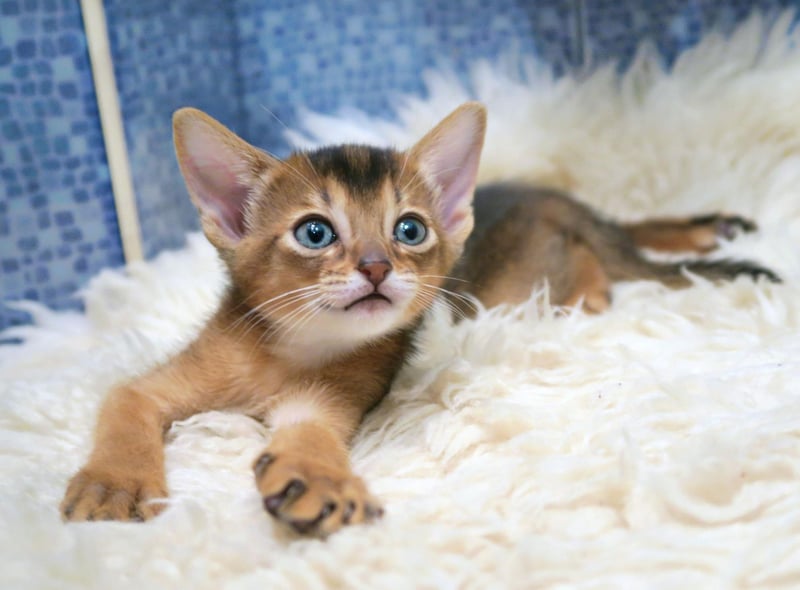 The Abyssinian cat is a clever, yet curious kitty who enjoys causing little bits of chaos. They do like to show off their gymnastic skills too.