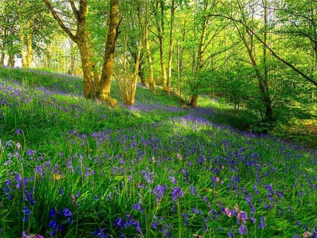 Bluebell wood.
