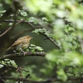 Partnership with RSPB nad Barratt and David Wilson Homes extended. Photo: RSPB - Brian Ludwig