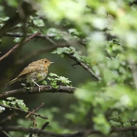 Partnership with RSPB nad Barratt and David Wilson Homes extended. Photo: RSPB - Brian Ludwig