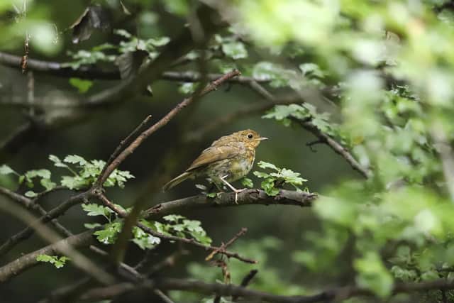 Partnership with RSPB nad Barratt and David Wilson Homes extended. Photo: RSPB - Brian Ludwig