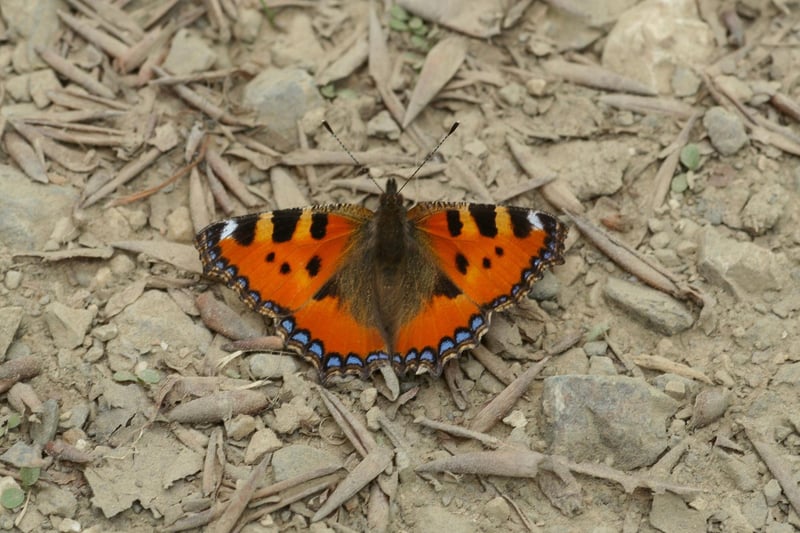 Many people presume that butterflies only start to emerge in spring, but there are a few Scottish species that overwinter as adults and will take to the wing on a mild and sunnny day. They include some of out most beautiful insects, such as the Small Tortoiseshell (pictured), the Peacock and the Red Admiral.