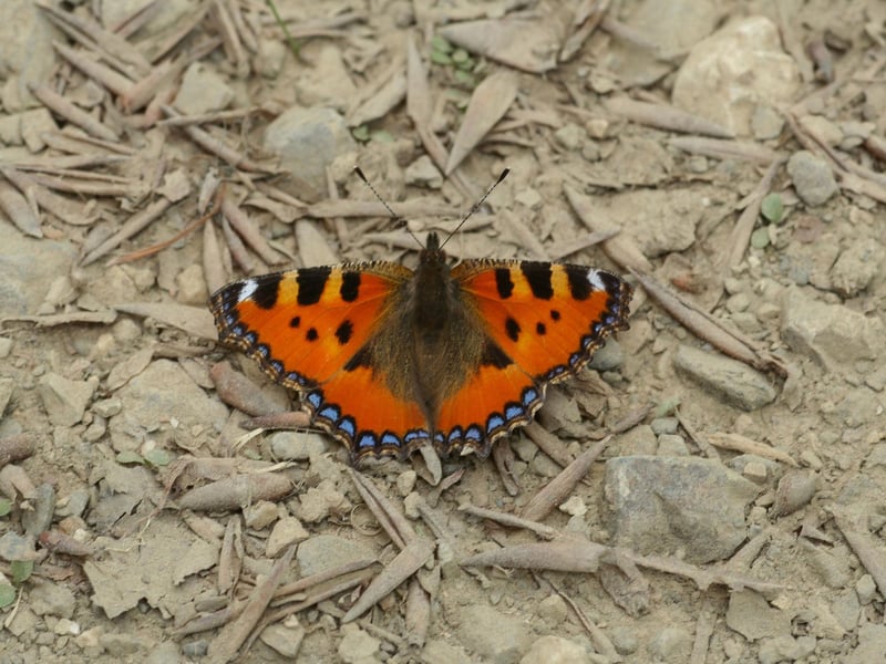 Many people presume that butterflies only start to emerge in spring, but there are a few Scottish species that overwinter as adults and will take to the wing on a mild and sunnny day. They include some of out most beautiful insects, such as the Small Tortoiseshell (pictured), the Peacock and the Red Admiral.