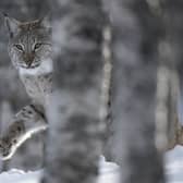 The Eurasian lynx was native to Scotland but has been missing since it was wiped out through hunting and habitat loss around 1,300 years ago. Picture: Peter Cairns/scotlandbigpicture.com