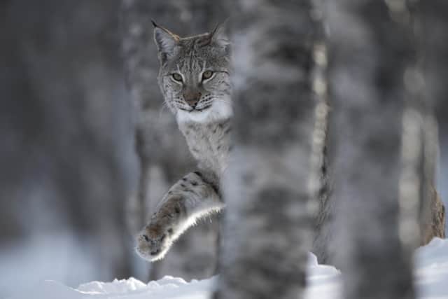 The Eurasian lynx was native to Scotland but has been missing since it was wiped out through hunting and habitat loss around 1,300 years ago. Picture: Peter Cairns/scotlandbigpicture.com
