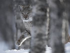 The Eurasian lynx was native to Scotland but has been missing since it was wiped out through hunting and habitat loss around 1,300 years ago. Picture: Peter Cairns/scotlandbigpicture.com