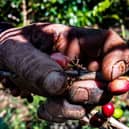 A worker cuts and collects coffee fruits in a coffee plantation.
