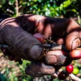 A worker cuts and collects coffee fruits in a coffee plantation.